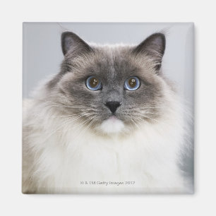 Íman Retrato do gato de Ragdoll