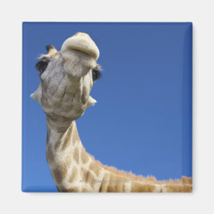 Íman Retrato do girafa (Giraffa Camelopardalis)