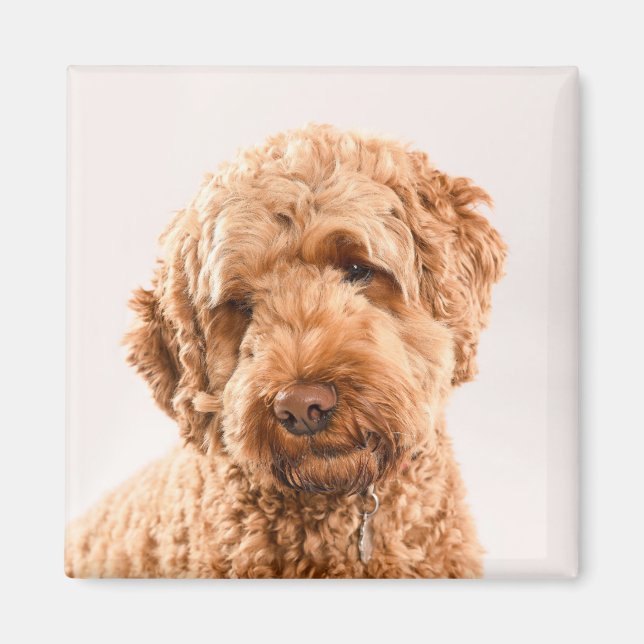 Íman Retrato do Goldendoodle Studio (Frente)