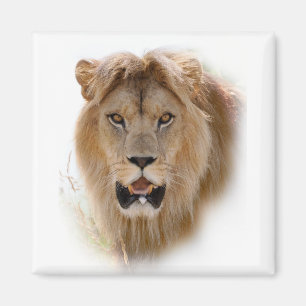 Íman Retrato do leão