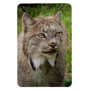 Íman Retrato do lince