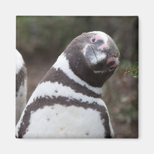 Íman Retrato do pinguim de Magellanic