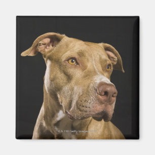 Íman Retrato do pitbull vermelho do nariz com preto