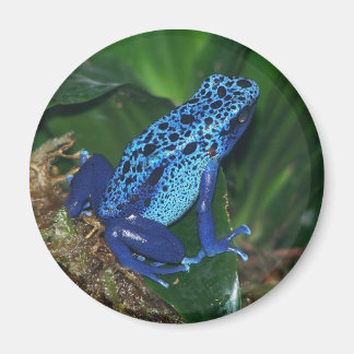 Íman Retrato do Sapo de Seta Venenosa Azul