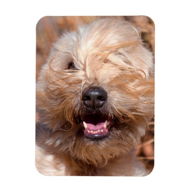 Íman Retrato do Soft Coated Wheaten Terrier (Vertical)