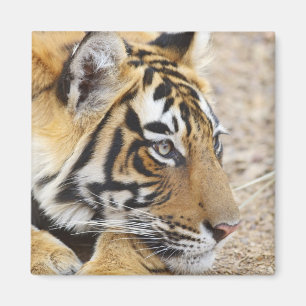 Íman Retrato do Tigre-de-bengala-real, Ranthambhor