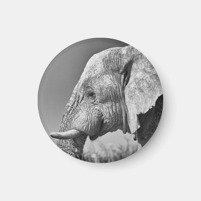 Íman Retrato elefante (Frente)