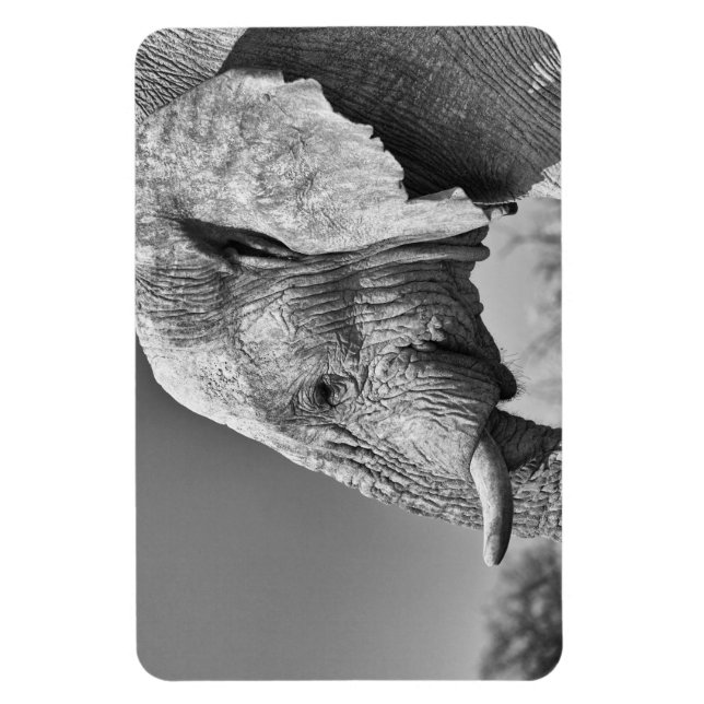 Íman Retrato elefante (Vertical)