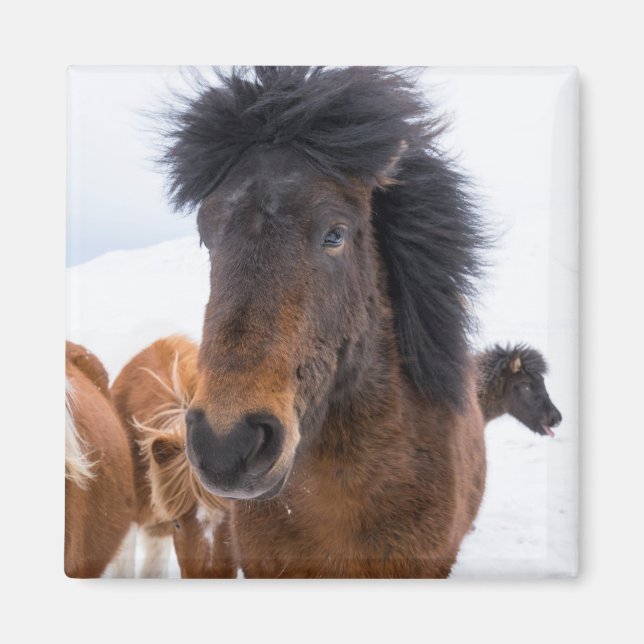 Íman Retrato Engraçado de Cavalo Islandês (Frente)