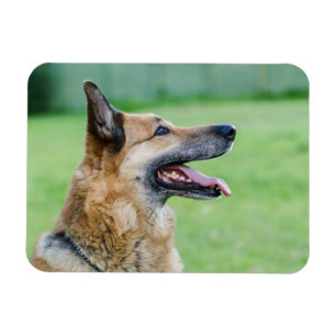 Íman Retrato German shepherd