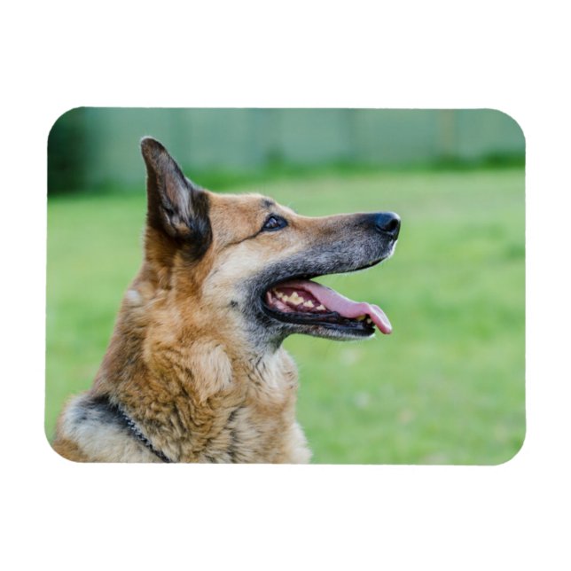 Íman Retrato lateral do german shepherd (Horizontal)