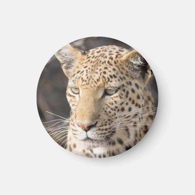 Íman Retrato leopardo (Frente)