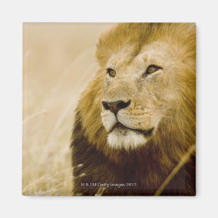 Íman Retrato masculino do leão (Panthera leo), Masai