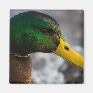 Íman Retrato masculino do pato selvagem