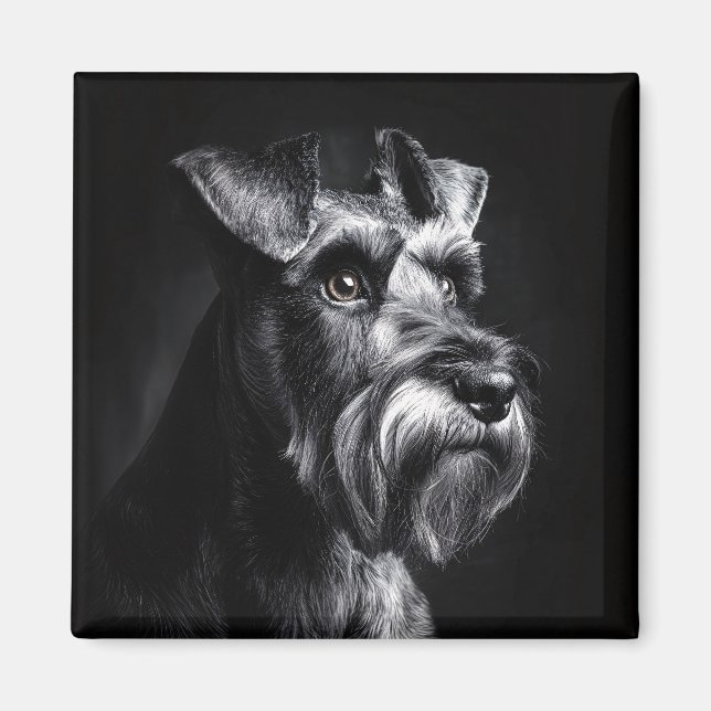 Íman Retrato Monocromático de Schnauzer (Frente)