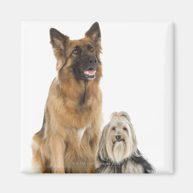 Íman Retrato Studio do pastor belga e Shih Tzu (Frente)
