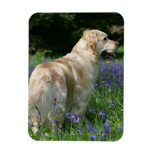 Íman Retreiver dourado nas flores