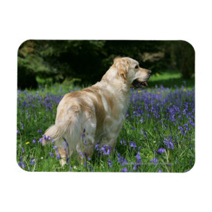Íman Retreiver dourado nas flores