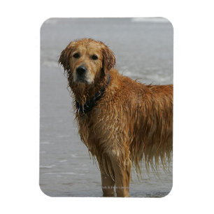 Íman Retreiver dourado no mar