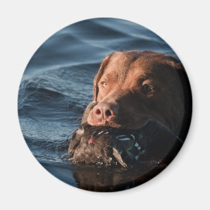 Íman Retriever de baía de Chesapeake