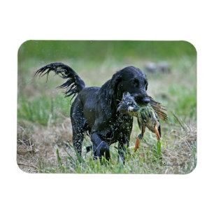 Íman Retriever de Flatcoated com ímã do pato