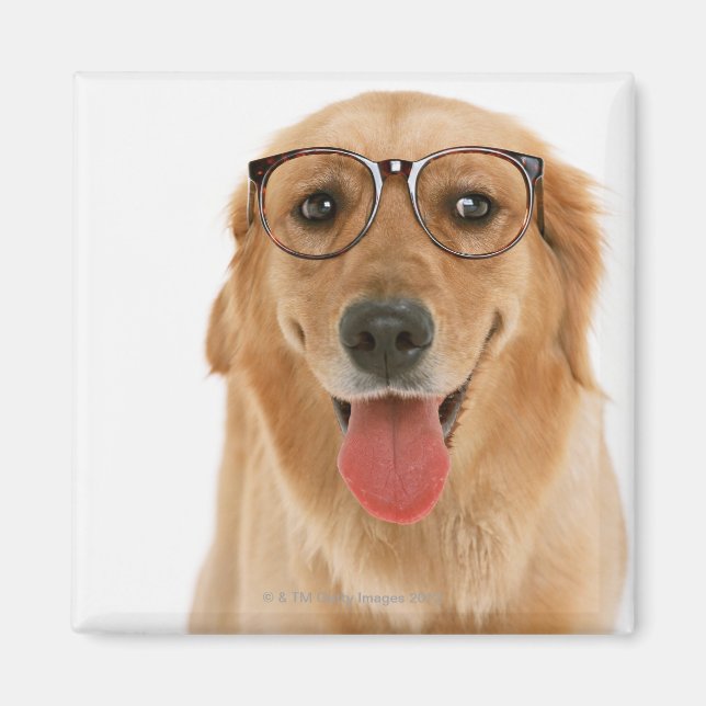 Íman Retriever de ouro 3 (Frente)