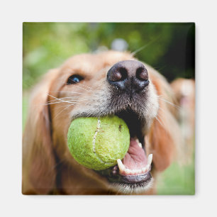 Íman Retriever De Ouro Com Bola De Tênis