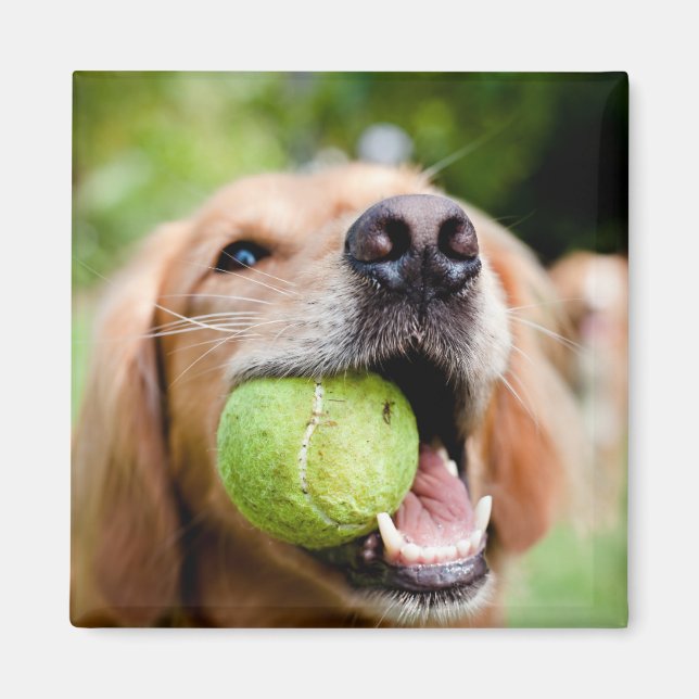 Íman Retriever De Ouro Com Bola De Tênis (Frente)