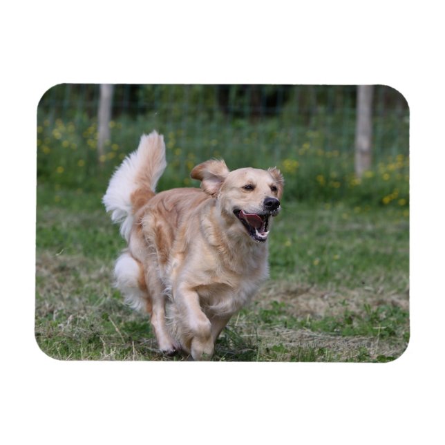 Íman Retriever de ouro em Execução 1 (Horizontal)