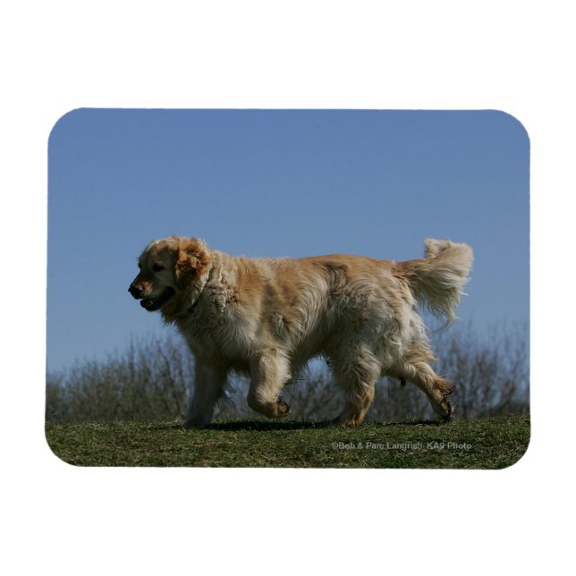 Íman Retriever de ouro em Execução 3 (Horizontal)