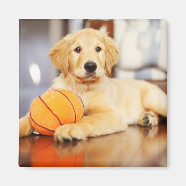 Íman Retriever Ouro Com Brinquedo De Basquete (Frente)