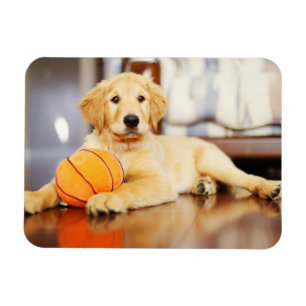 Íman Retriever Ouro Com Brinquedo De Basquete