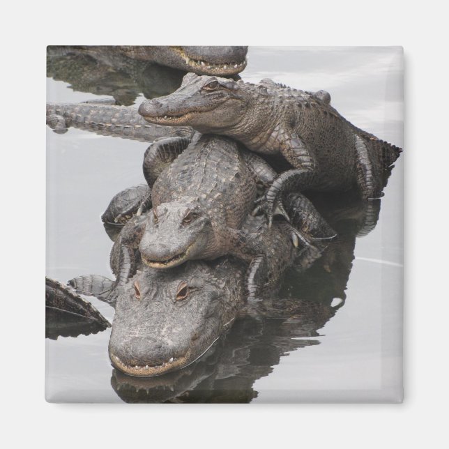 Íman Reunião da família Gator (Frente)
