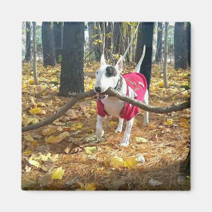 Íman Rex Autumn stick of the day