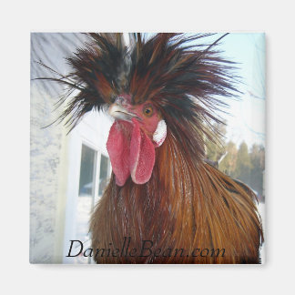 Íman Rex Rooster Magnet