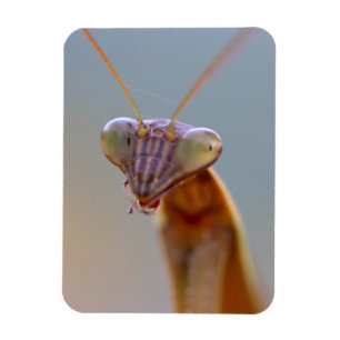 Íman Rezando Mantids