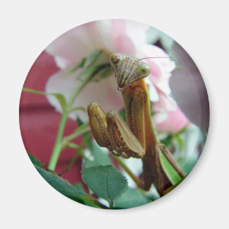 Íman Rezando Mantis