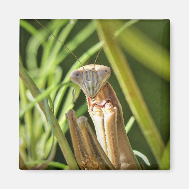 Íman Rezando Mantis (Frente)