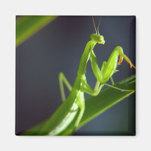 Íman Rezando Mantis