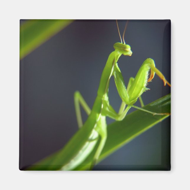 Íman Rezando Mantis (Frente)