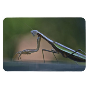 Íman Rezando Mantis Grande Magnet