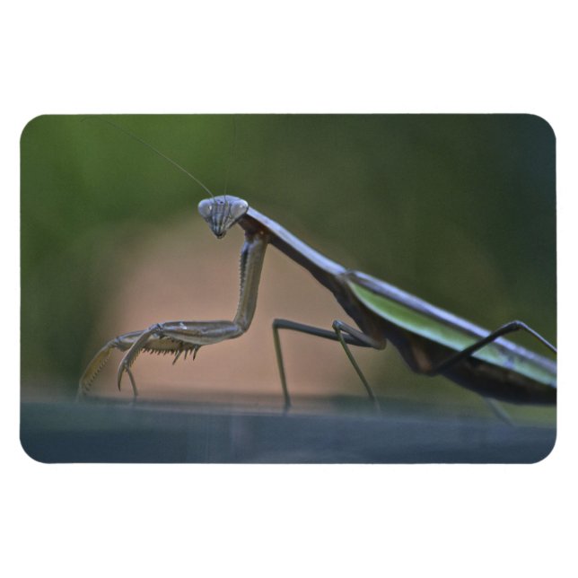 Íman Rezando Mantis Grande Magnet (Horizontal)