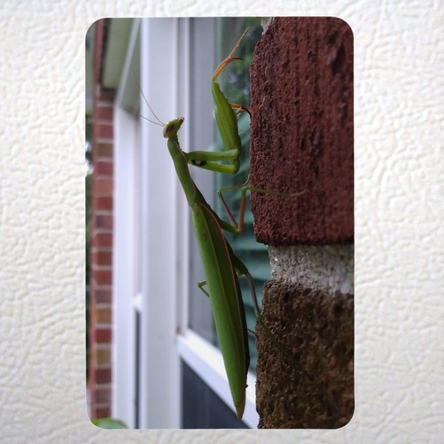 Íman Rezando Mantis na Parede Brick (Praying Mantis on Brick Wall Magnet on Fridge)