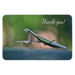 Íman Rezando Mantis Obrigado