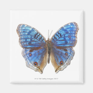 Íman Rhadama do Precis