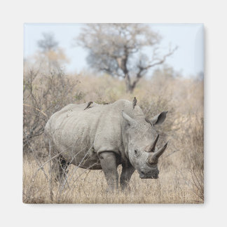 Íman Rhino Branco