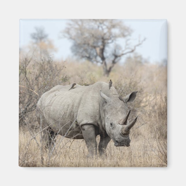 Íman Rhino Branco (Frente)