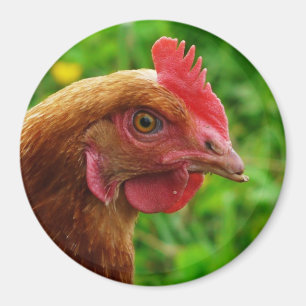Íman Rhode - galinha do vermelho da ilha