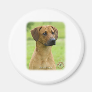 Íman Rhodesian Ridgeback