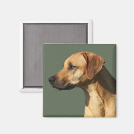 Íman Rhodesian Ridgeback